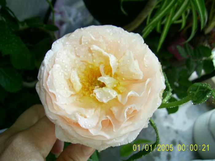 abraham darby dimineata - a  T R A N D A F I R I