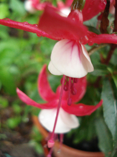 Fuchsia Red White (2011, May 10)