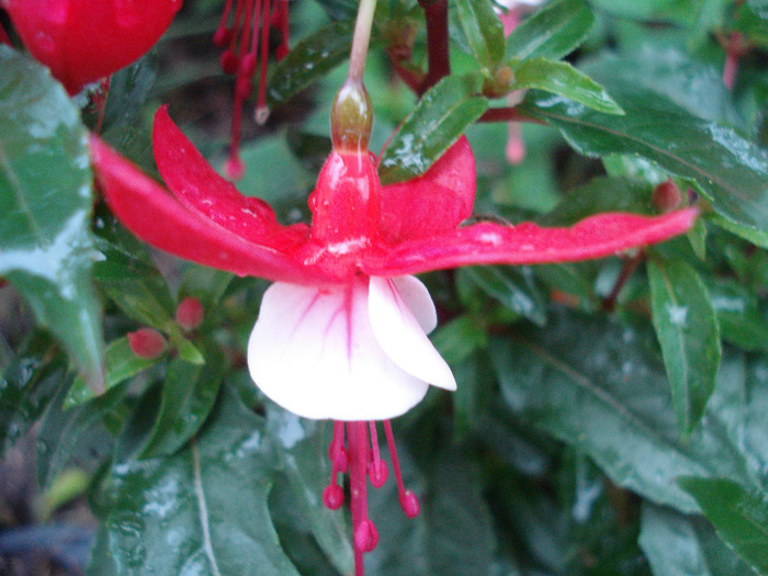 Fuchsia Red White (2011, May 12)