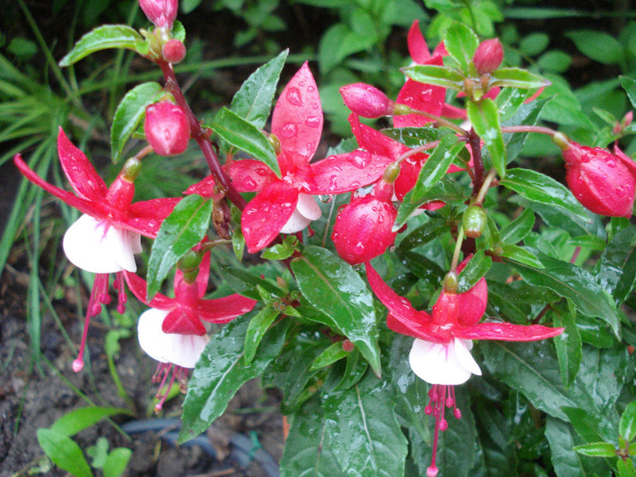 Fuchsia Red White (2011, May 12)