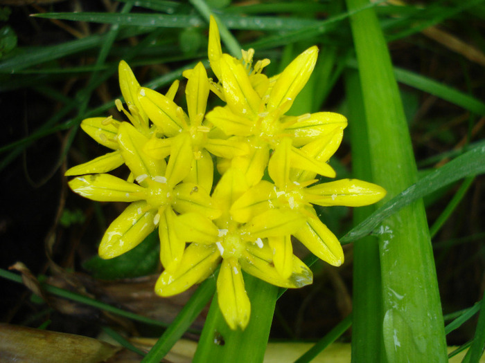 Golden Garlic_Lily Leek (2011, June 03) - Allium moly
