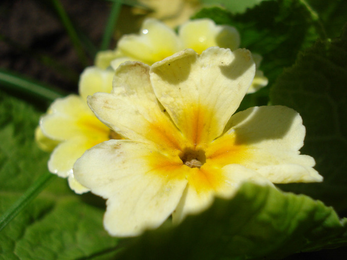 Primula polyanthus Yellow (2011, May 06)