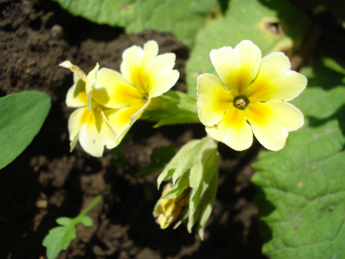 Primula polyanthus Yellow (2011, May 06)