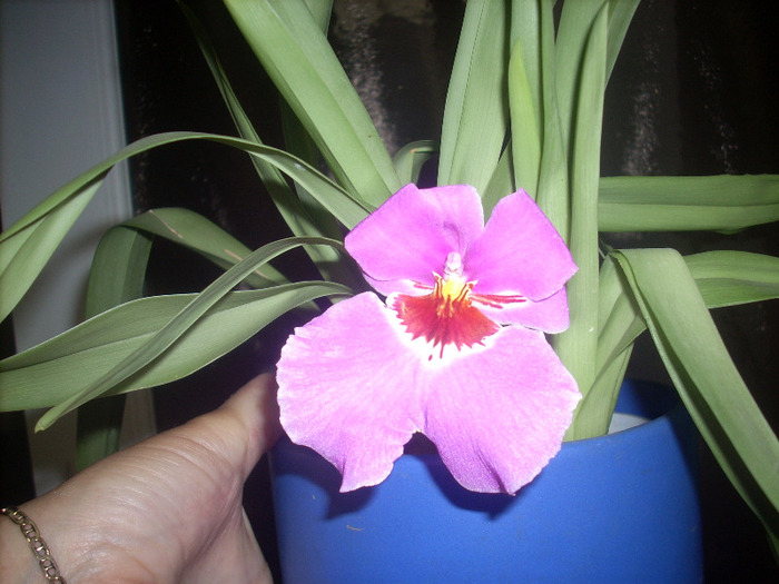 Miltonia salvata - Orhidee