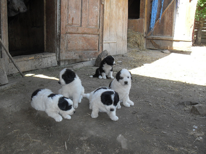 SDC13597 - CAINI CIOBANESTI DE BUCOVINA DE VANZARE