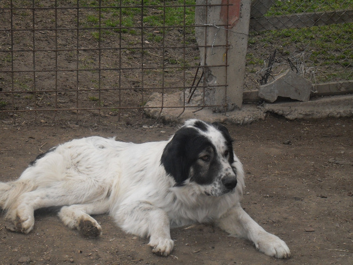 SDC10161 - CAINI CIOBANESTI DE BUCOVINA DE VANZARE