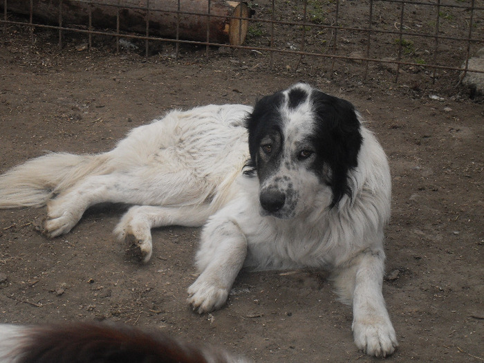 SDC10162 - CAINI CIOBANESTI DE BUCOVINA DE VANZARE