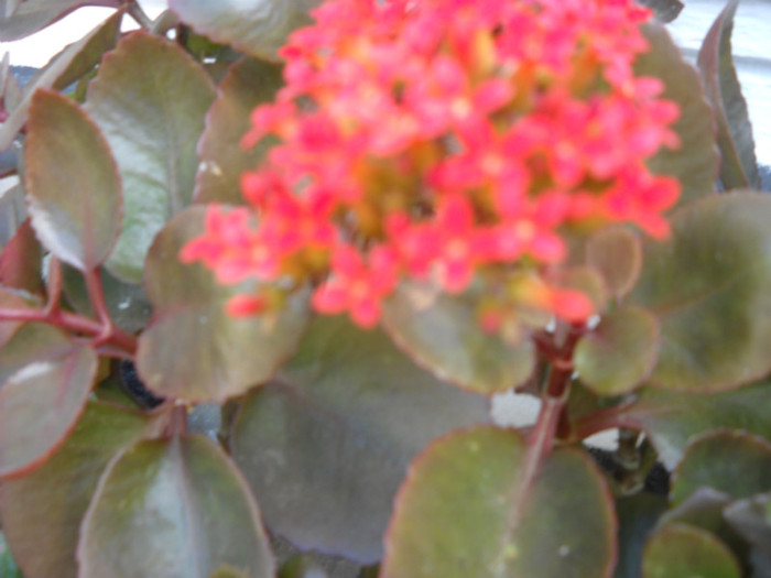 kalanchoe