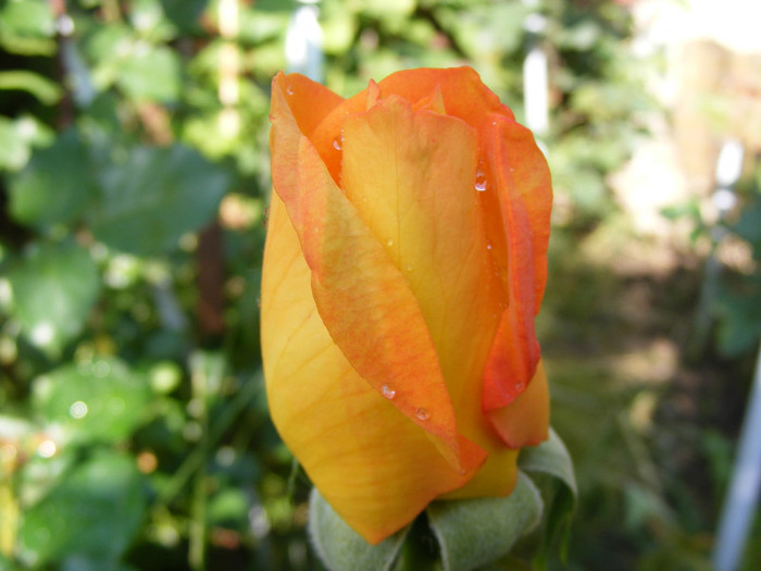 Remy Martin; Thea hybrid,floare mare,dubla,parfum mediu(3 din 5 puncte)h0,8-1,5m
