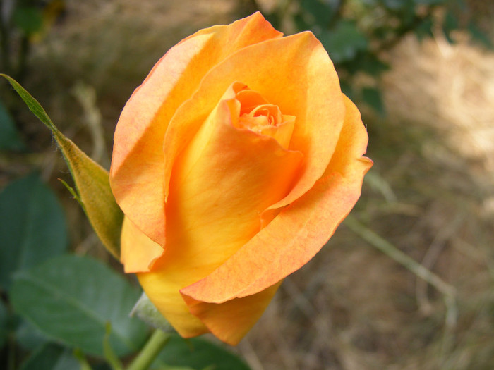 Remy Martin; Thea hybrid,floare mare,dubla,parfum mediu(3 din 5 puncte)h0,8-1,5m
