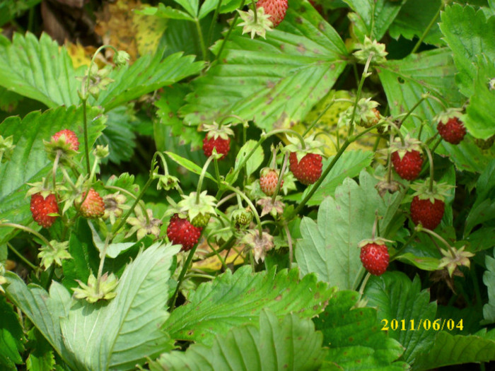 fragi - 2011 primele fructe de vara