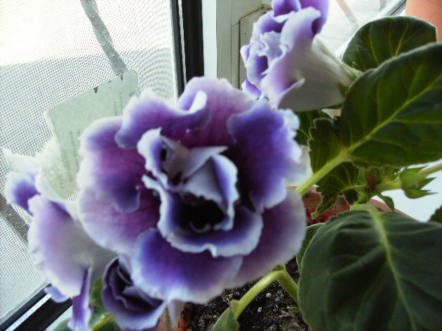 gloxinia - flori in luna iunie