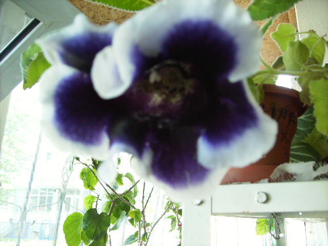 gloxinia - flori in luna iunie