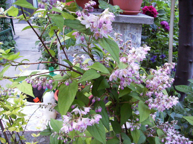 deutzia - flori in luna iunie