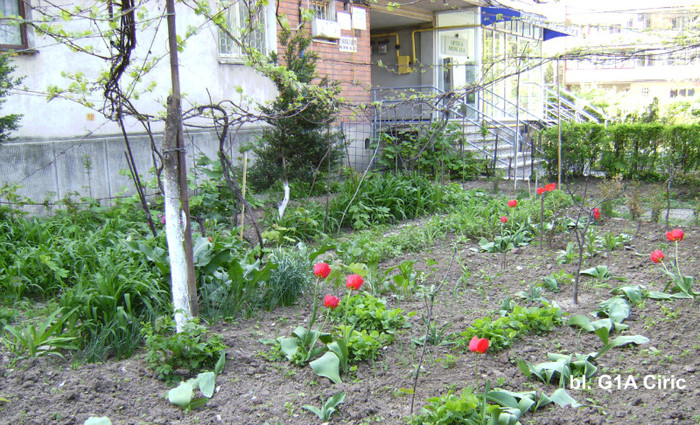 gradina din fata blocului