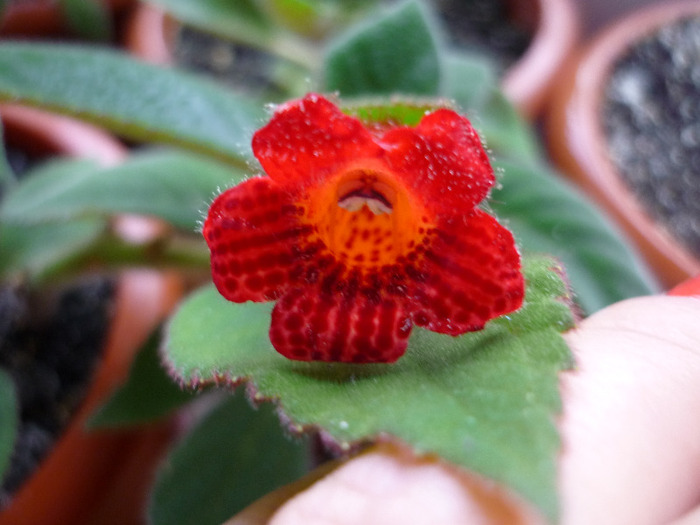 Kohleria Eriantha in 10 iunie 2011