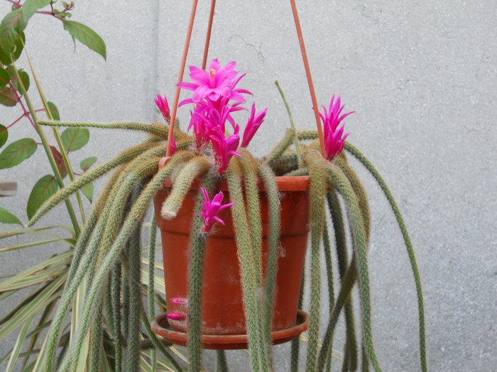 DSCN1692 - cactusi