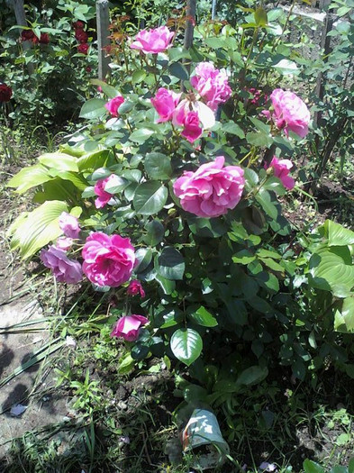 trandafir roz - flori iunie 2011