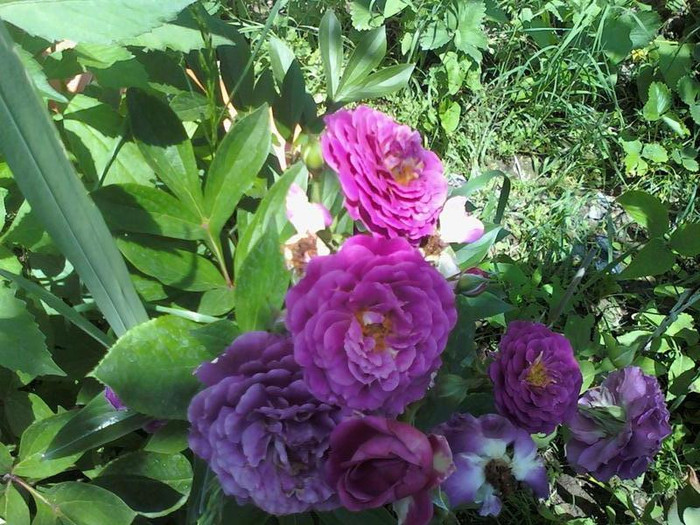 purple eden - flori iunie 2011