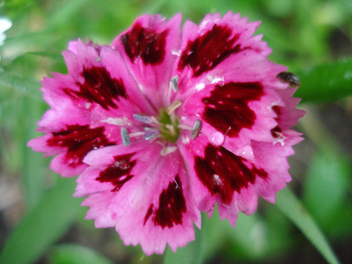 Dianthus chinensis (2011, June 12) - Dianthus Chinensis