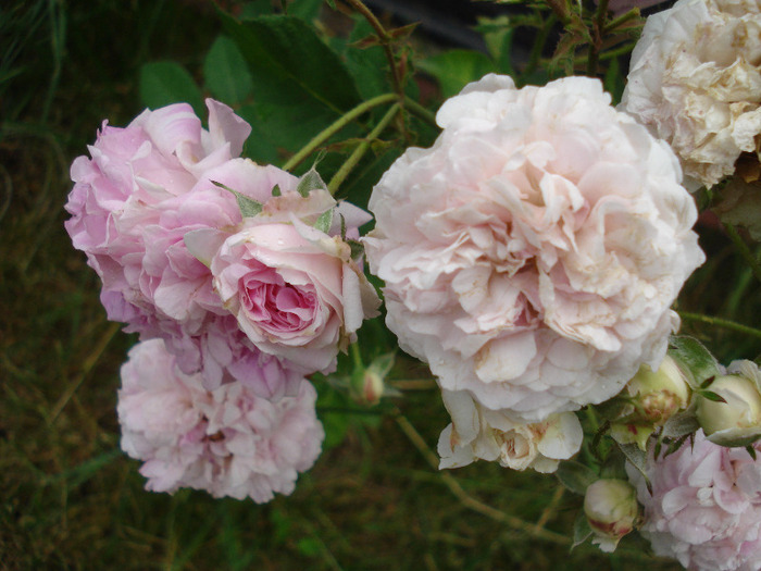 Roses (2011, June 10)