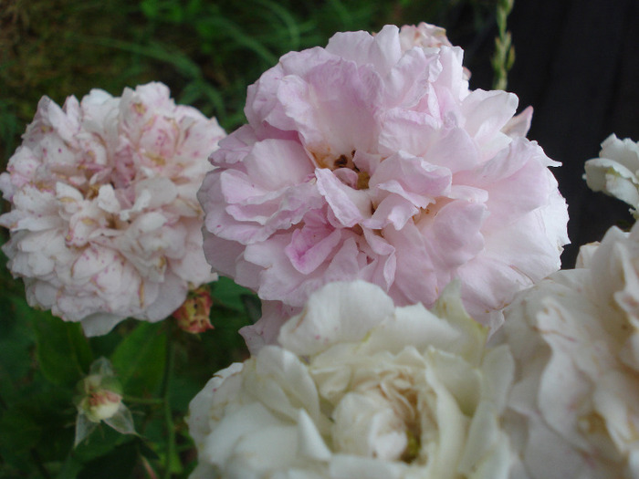 Roses (2011, June 13)