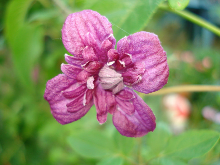 C. Viticella "Purpurea Plena Elegance" - Clematis 2011