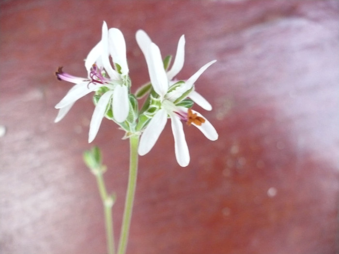 Floare Pelargonium ferulaceum - Muscate 2011