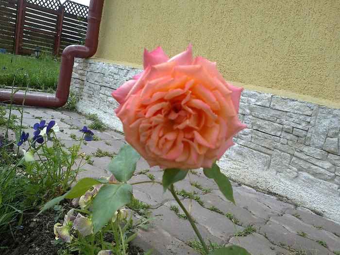 Trandafir Albrecht Durer