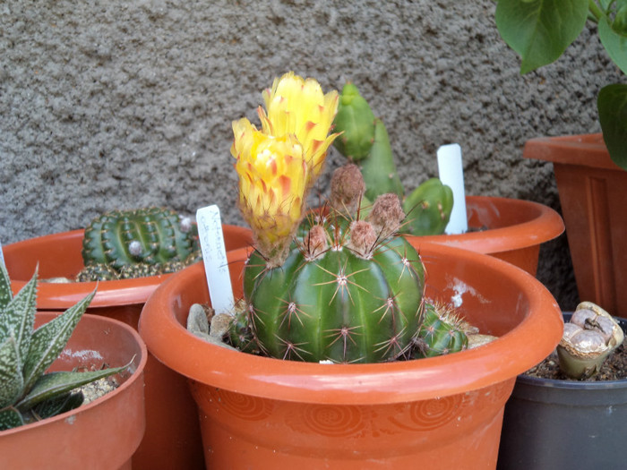 Notocactus ottonis - Cactusi si suculente 2011