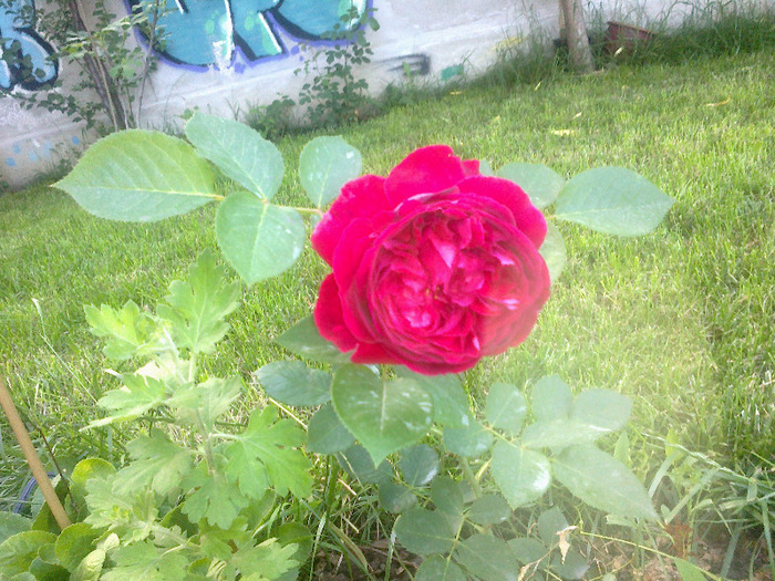 17 iunie 2011 trandafirii mei cei noi 010