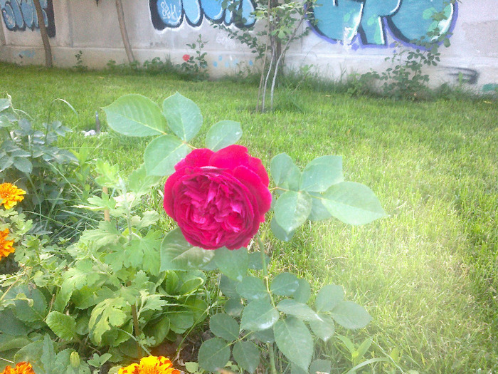 17 iunie 2011 trandafirii mei cei noi 014