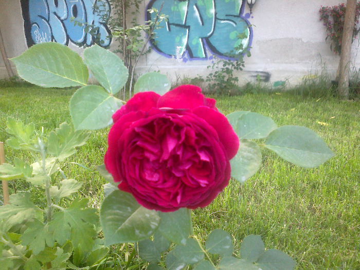 17 iunie 2011 trandafirii mei cei noi 021