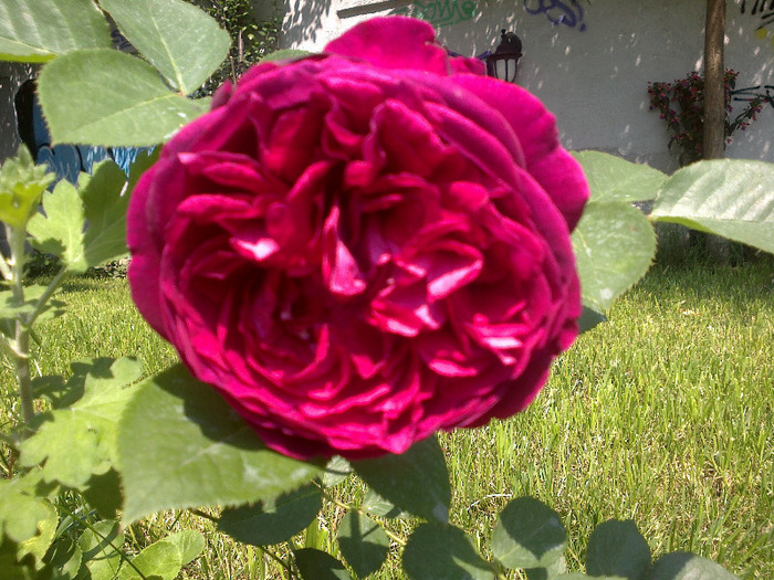17 iunie 2011 trandafirii mei cei noi 032