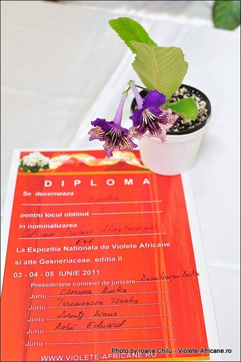 12_IMG_423_FloriPremiante - A 2011 - 3-5 Iunie Expozitie Nationala Violete Africane