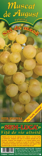 VV006 - Palatina - Muscat de August