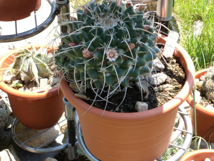 Mamillaria magnimamma - Cactusi si suculente 2011