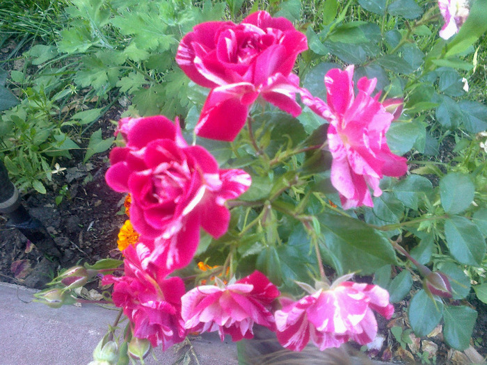 17 iunie 2011 trandafirii mei cei noi 016
