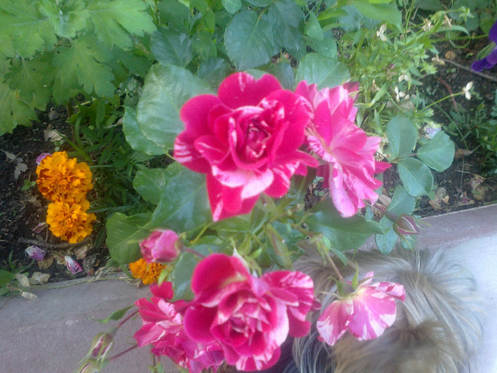 17 iunie 2011 trandafirii mei cei noi 017