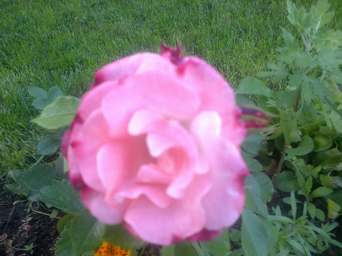 17 iunie 2011 trandafirii mei cei noi 011