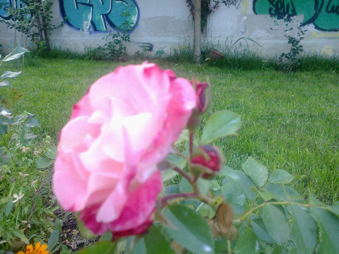 17 iunie 2011 trandafirii mei cei noi 013