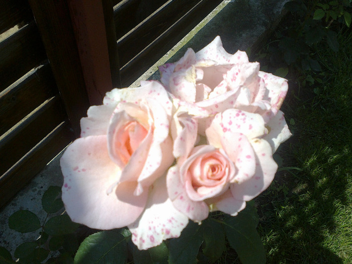 17 iunie 2011 trandafirii mei cei noi 034