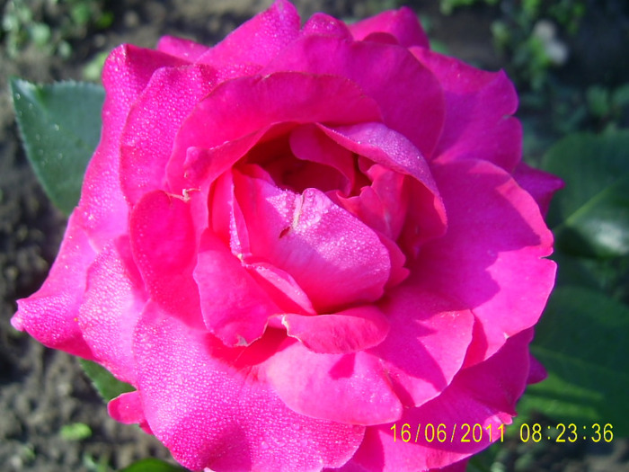roz cumparat drept peace (7)