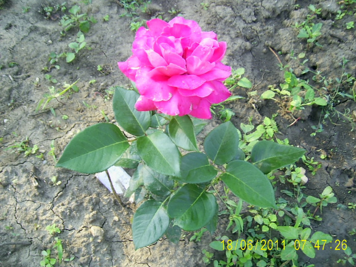 roz cumparat drept peace (10)