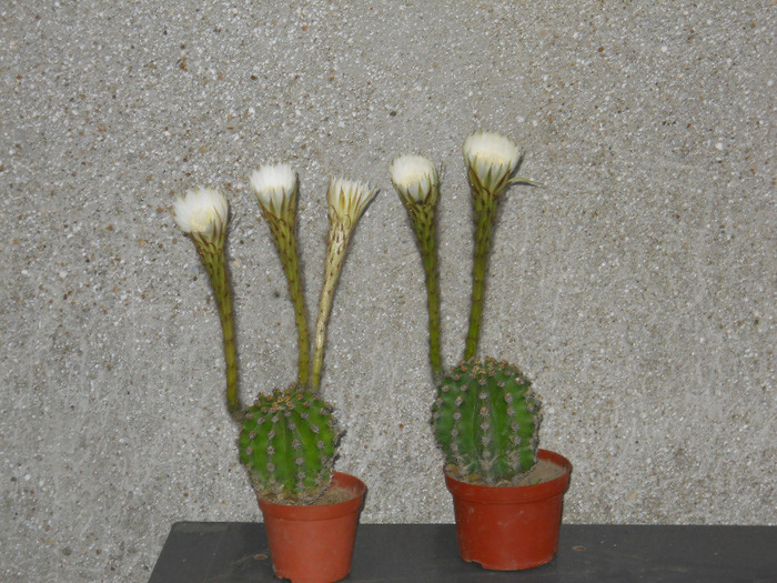 118 - cactusi