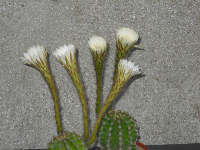 120 - cactusi