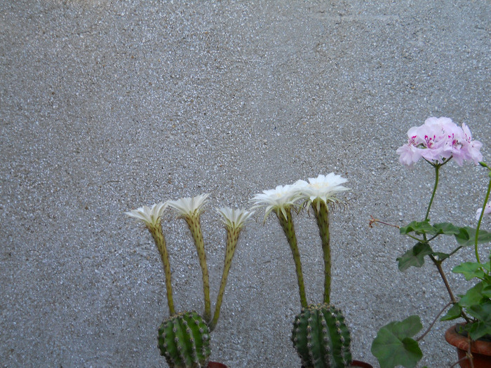 124 - cactusi