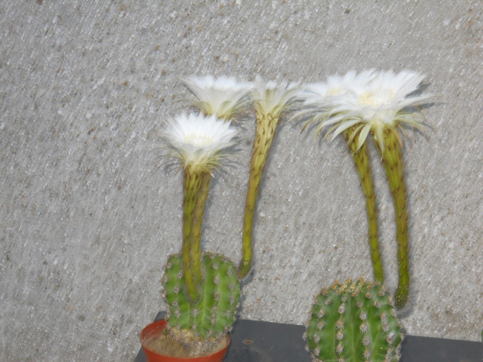 125 - cactusi