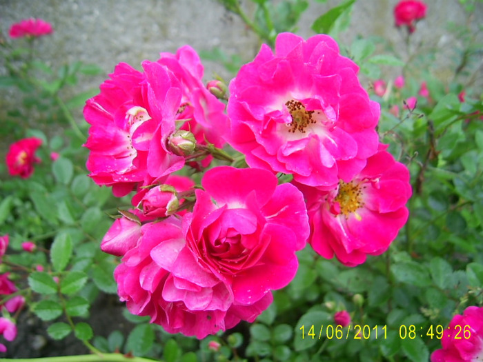 trandafir necunoscut (3)