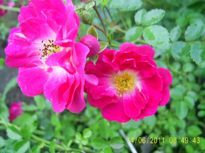 trandafir necunoscut (5)